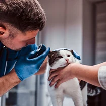 rembourse des actes veterinaires